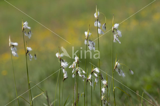 Breed wollegras (Eriophorum latifolium)