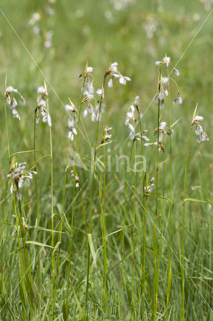 Breed wollegras (Eriophorum latifolium)