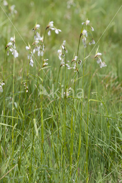 Broad-leaved Cottongrass (Eriophorum latifolium)