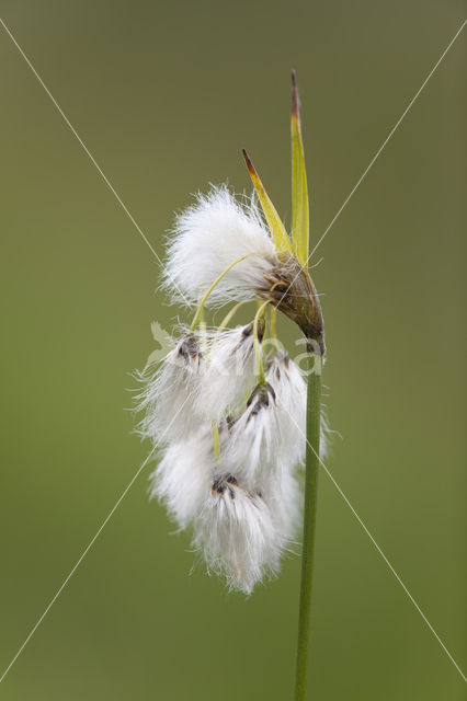 Breed wollegras (Eriophorum latifolium)