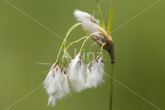 Breed wollegras (Eriophorum latifolium)