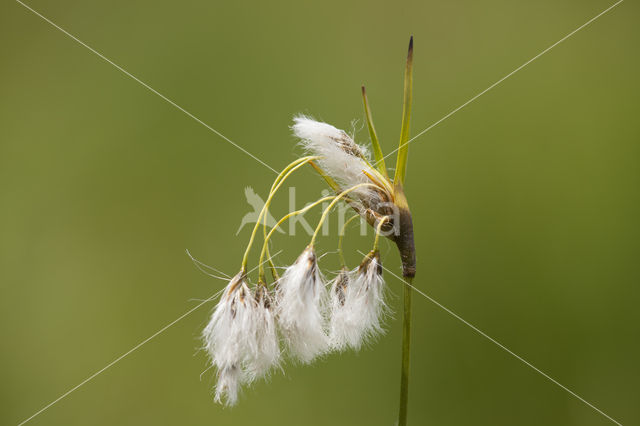 Breed wollegras (Eriophorum latifolium)