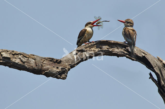 Bruinkapijsvogel (Halcyon albiventris)