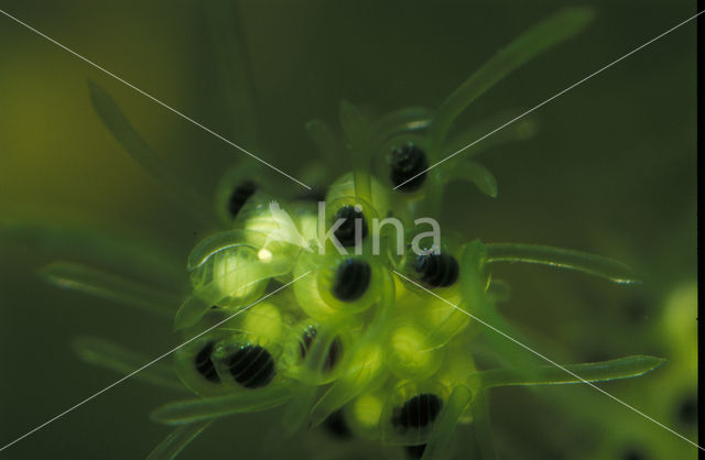 Smooth Stonewort (Nitella flexilis)