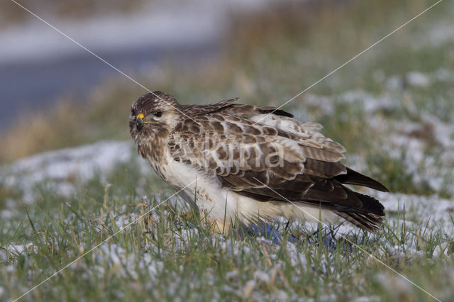 Common Buzzard (Buteo buteo)