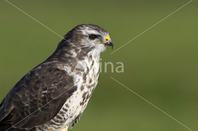 Common Buzzard (Buteo buteo)