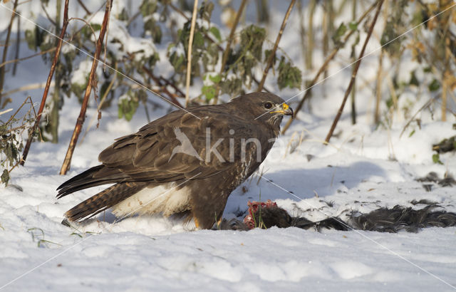 Common Buzzard (Buteo buteo)