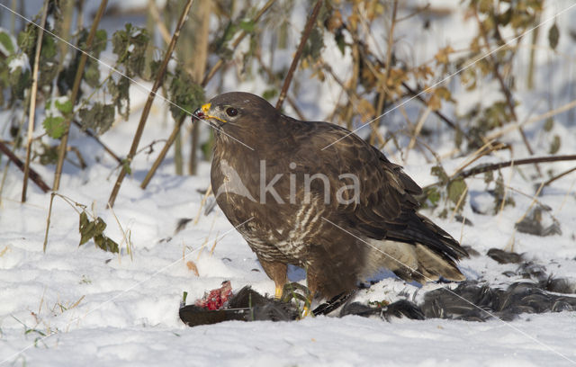 Common Buzzard (Buteo buteo)