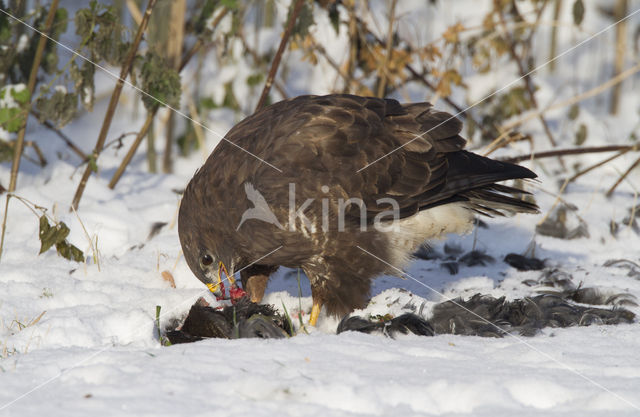 Common Buzzard (Buteo buteo)