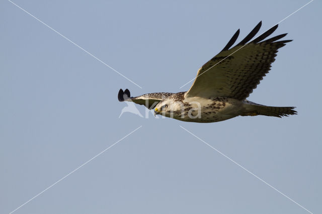 Common Buzzard (Buteo buteo)