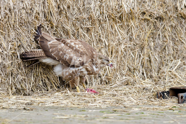 Common Buzzard (Buteo buteo)