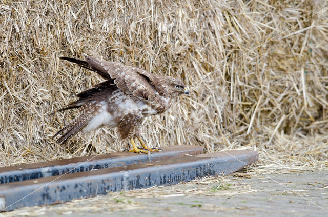 Common Buzzard (Buteo buteo)