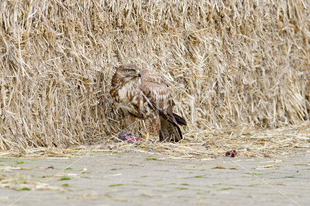 Buizerd (Buteo buteo)