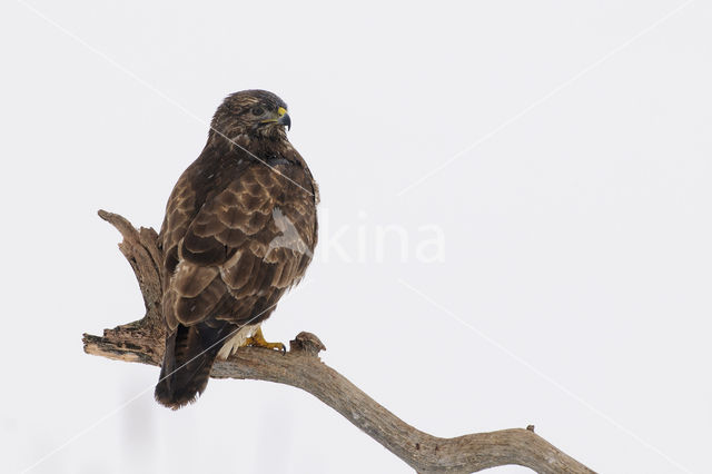 Buizerd (Buteo buteo)