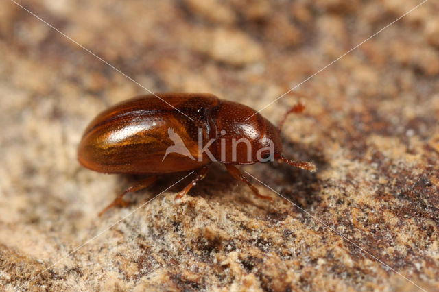 Dacne bipustulata