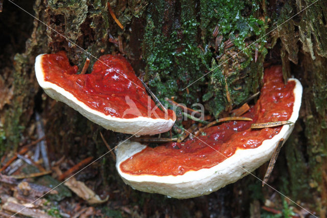 Root rot (Heterobasidion annosum)