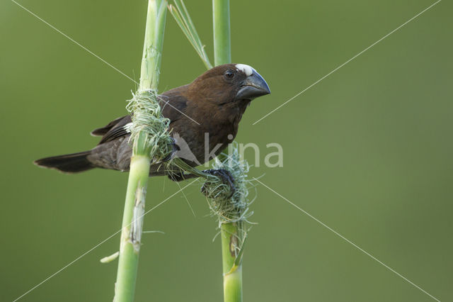 Grosbeak Weaver (Amblyospiza albifrons)