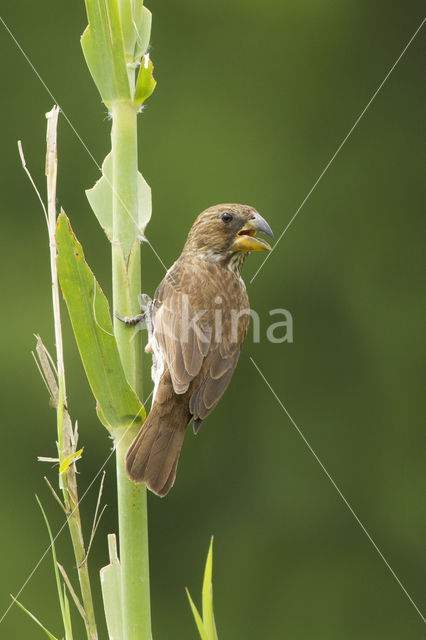 Grosbeak Weaver (Amblyospiza albifrons)