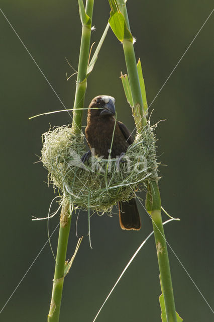 Grosbeak Weaver (Amblyospiza albifrons)