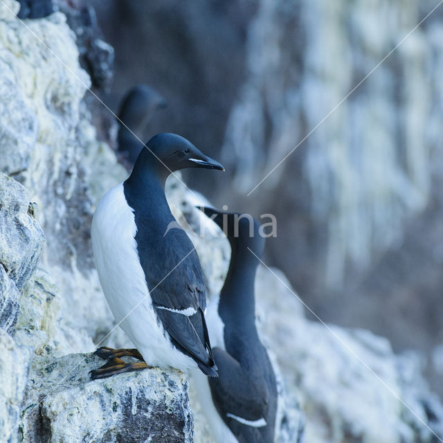 Brünnich's Guillemot