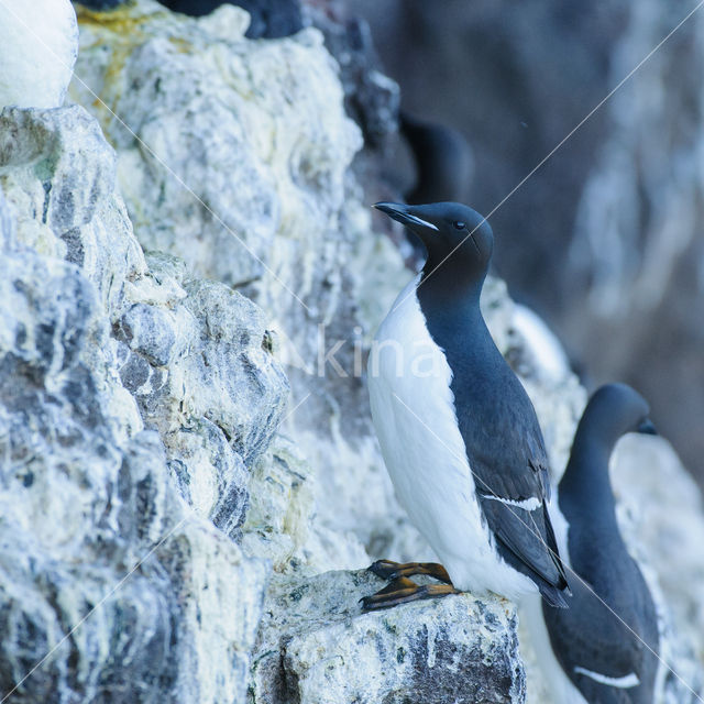 Brünnich's Guillemot