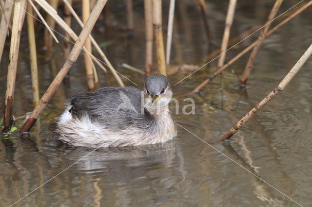 Little Grebe (Tachybaptus ruficollis)