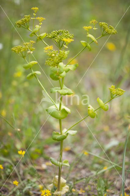 Doorwas (Bupleurum rotundifolium)