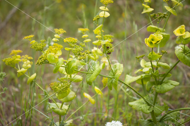 Doorwas (Bupleurum rotundifolium)