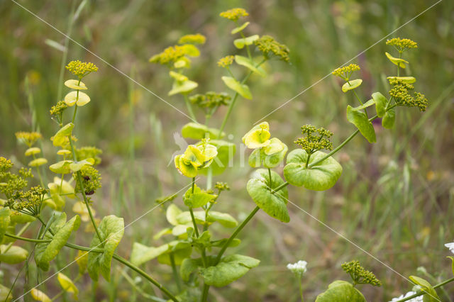 Doorwas (Bupleurum rotundifolium)