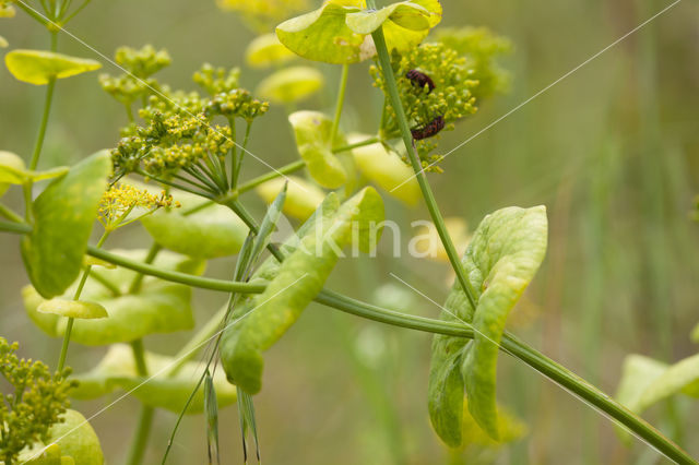 Hare's-ear / Thorow-wax (Bupleurum rotundifolium)