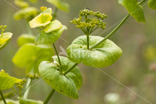 Hare's-ear / Thorow-wax (Bupleurum rotundifolium)