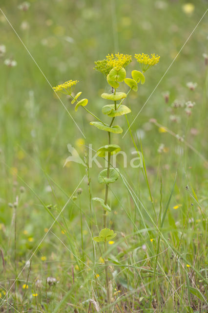 Hare's-ear / Thorow-wax (Bupleurum rotundifolium)