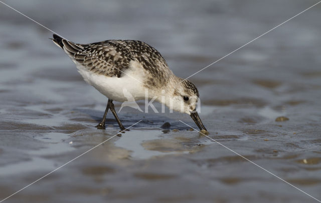 Drieteenstrandloper (Calidris alba)