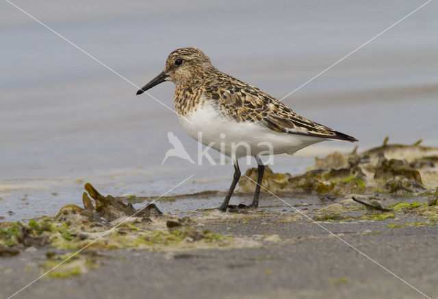 Drieteenstrandloper (Calidris alba)