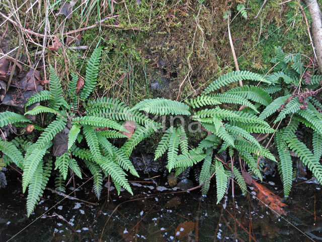 Dubbelloof (Blechnum spicant)