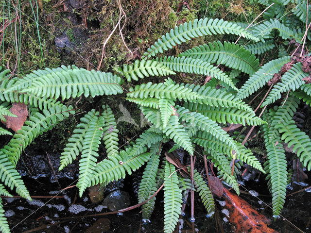 Hard Fern (Blechnum spicant)