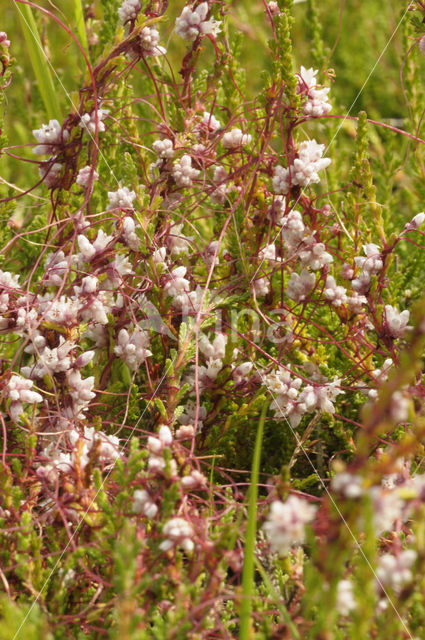 Common Dodder (Cuscuta epithymum)