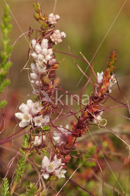 Common Dodder (Cuscuta epithymum)