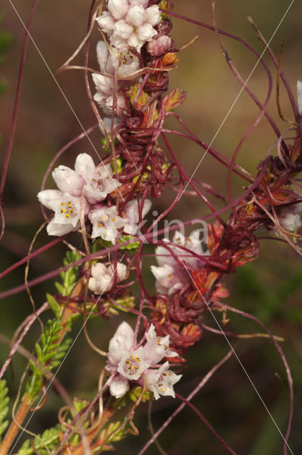 Common Dodder (Cuscuta epithymum)