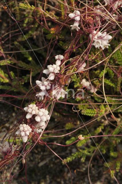 Common Dodder (Cuscuta epithymum)