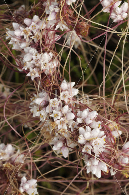 Common Dodder (Cuscuta epithymum)