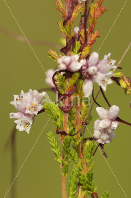 Common Dodder (Cuscuta epithymum)