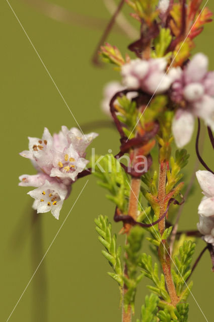 Common Dodder (Cuscuta epithymum)