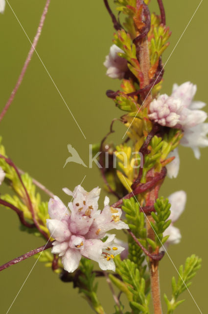 Common Dodder (Cuscuta epithymum)