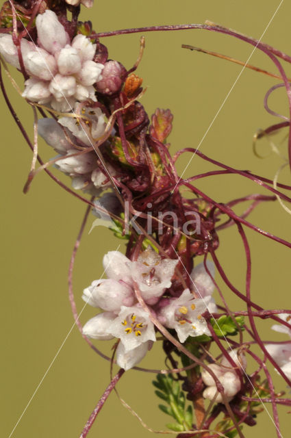 Common Dodder (Cuscuta epithymum)