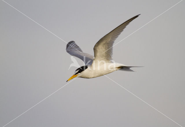Little Tern (Sterna albifrons)