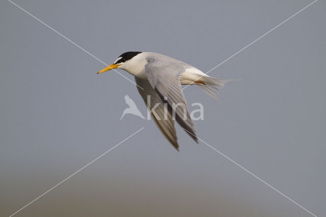 Little Tern (Sterna albifrons)