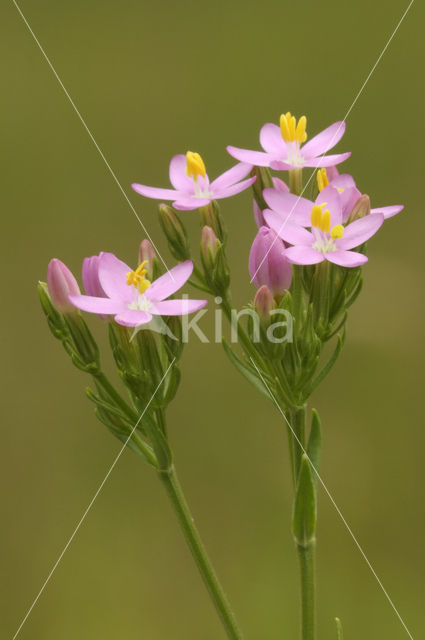 Common Centaury (Centaurium erythraea)