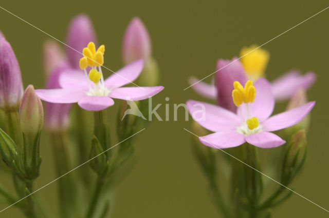 Echt duizendguldenkruid (Centaurium erythraea)