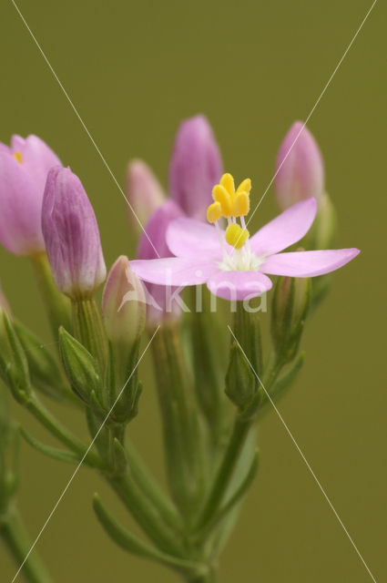 Echt duizendguldenkruid (Centaurium erythraea)